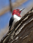 Red headed Woodpecker 1692